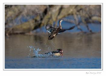 Wood duck in flight 1c copy.jpg